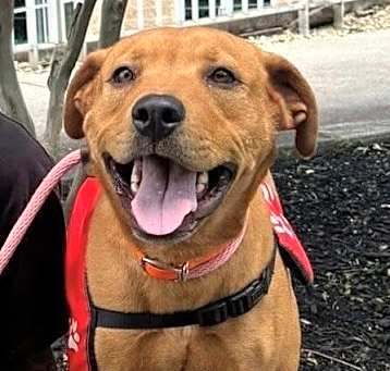 Photo of Cinnamon