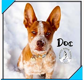 Photo of Doc