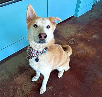 Photo of Balto