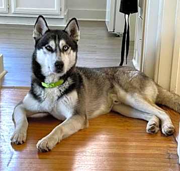 Photo of SPARKY