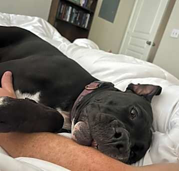 Photo of Goose