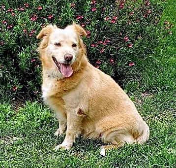 Photo of Honeybee