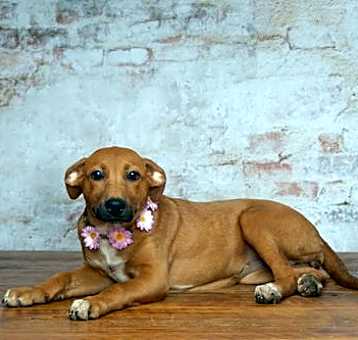 Photo of Cheyenne