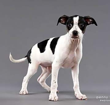 Photo of Blackie
