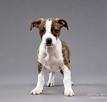 Photo of Brownie
