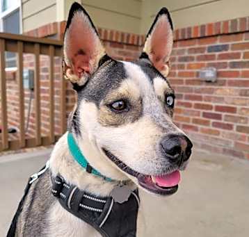 Photo of Apollo