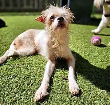 Photo of Little Rascal