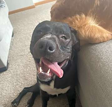 Photo of Archie