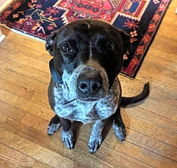 Photo of Marley
