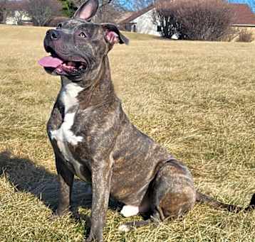 Photo of Lenyn (Lenny) (URGENT)