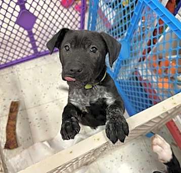 Photo of Xu Litter Eclipse - ADOPTED