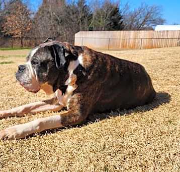 Photo of Rowdy Rue