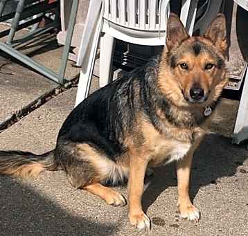 Photo of Olive