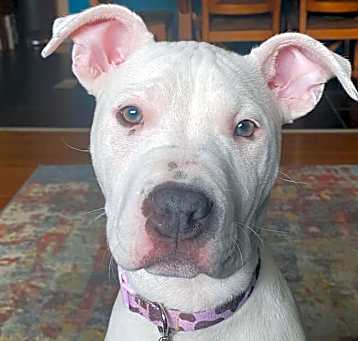 Photo of Sapphire