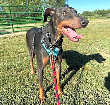 Photo of Jax