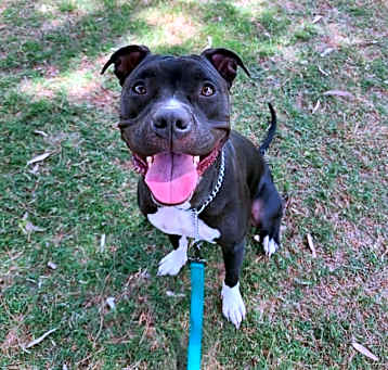 Photo of Luna Bear