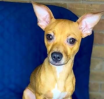 Photo of Benji in TX