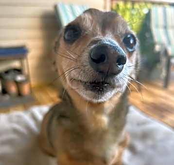 Photo of Toto