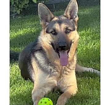 Photo of Saffron