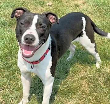Photo of Champ