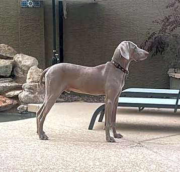 Photo of Obi