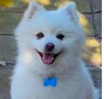 Photo of Arlo