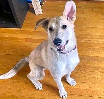 Photo of Willow