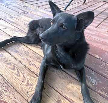 Photo of Sadie