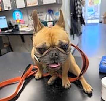 Photo of Buddy