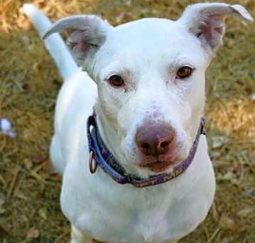 Photo of Yeti (URGENT)