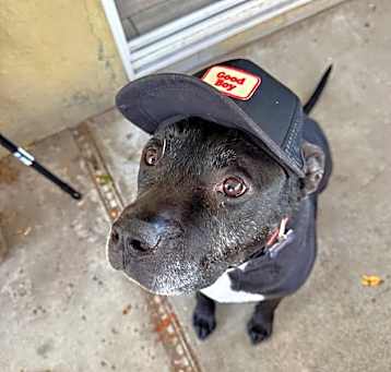 Photo of Buddy Boy