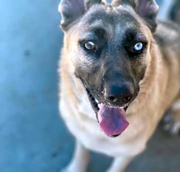 Photo of Blue
