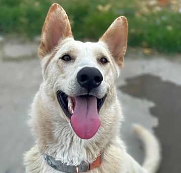 Photo of Isla (Owner Assist)