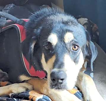 Photo of Teddy (URGENT!)