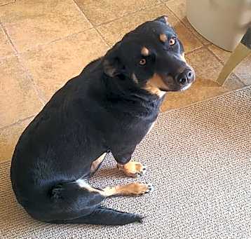 Photo of Indie