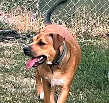 Photo of Ryder