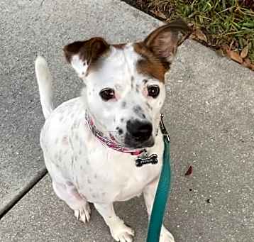 Photo of Piper