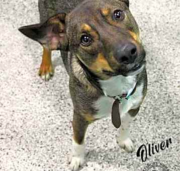 Photo of Oliver