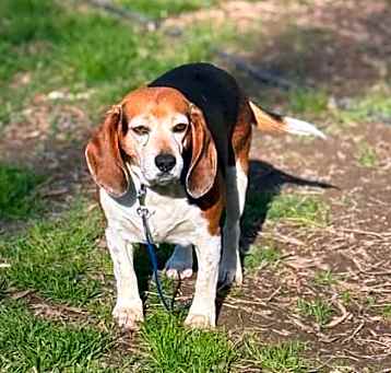 Photo of Porthos