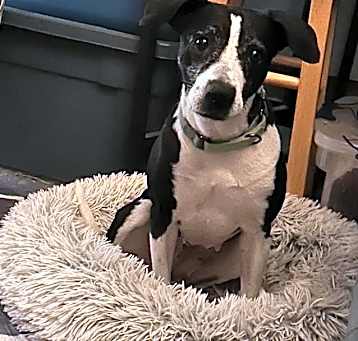 Photo of Scoot