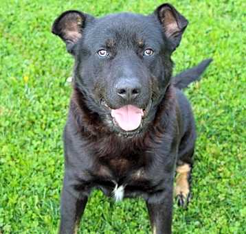 Photo of Baloo ID 46967