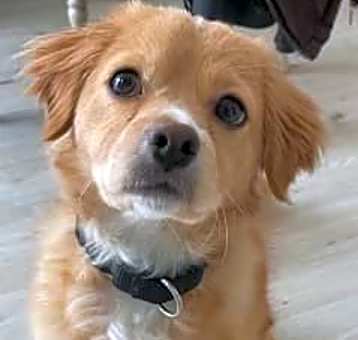 Photo of Max the dog