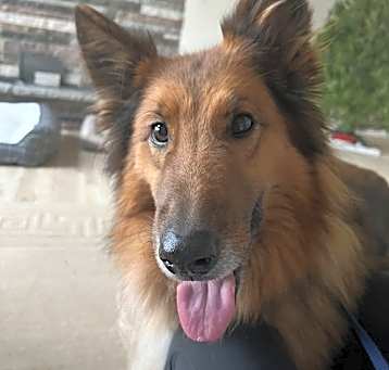 Photo of Ginger
