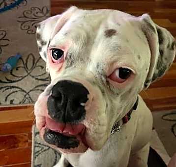 Photo of Sprocket