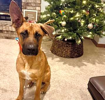 Photo of Tyson (Ty)