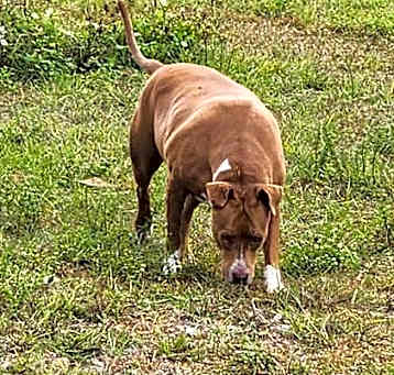 Photo of Ruby