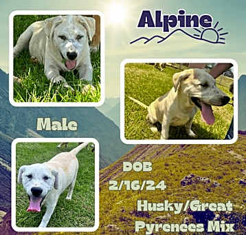 Photo of Alpine