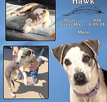 Photo of Hawk