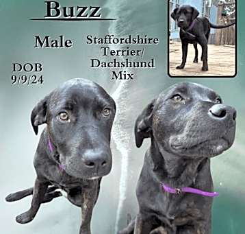 Photo of Buzz