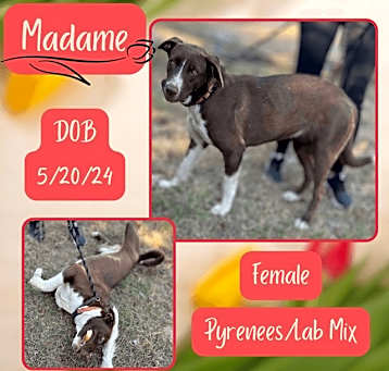 Photo of Madame